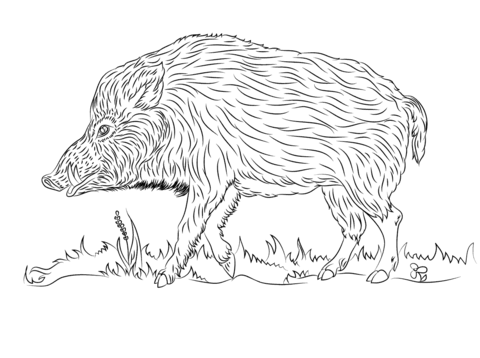 Wild Boar Walks  Coloring Page